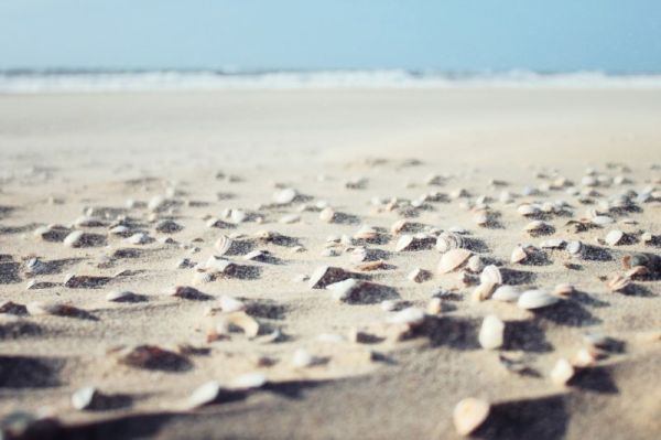 sea-shells-on-beach